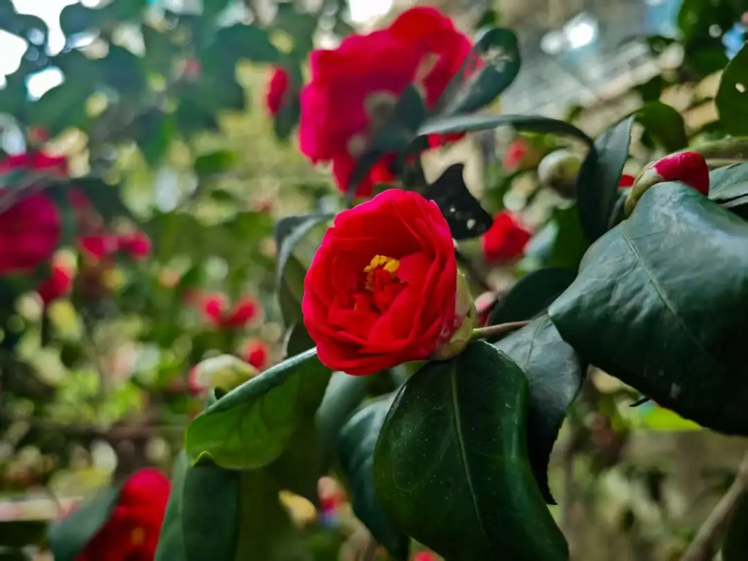 隐藏，自杀式表白与等待